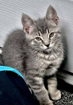 Skye -  Domestic Short Hair Cat for Adoption in Pottsville, Pennsylvania - Skye | PetCurious