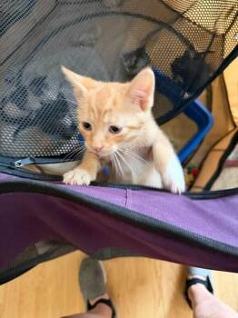 Kermit Wi -  Domestic Short Hair Cat for Adoption in West Peoria, Illinois - Kermit Wi | PetCurious