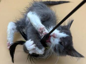 Pistachio -  Domestic Short Hair Cat for Adoption in Portland, Oregon - Pistachio | PetCurious