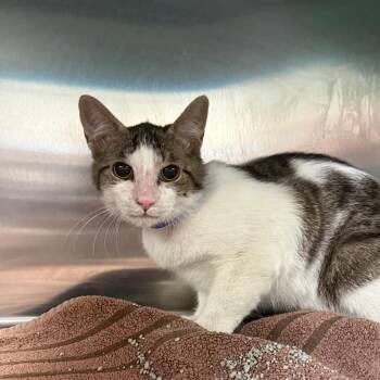 Domestic Long Hair Cats Available for Adoption - Fig | PetCurious