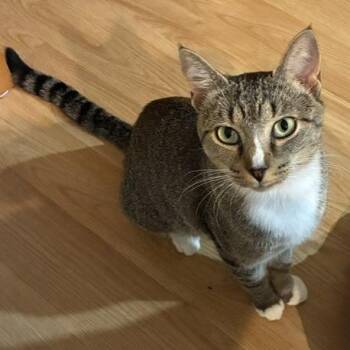 Maverick -  Domestic Short Hair Cat for Adoption in Freeport, Florida - Maverick | PetCurious