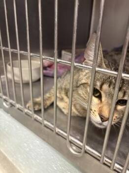 Big Mama -  Domestic Short Hair Cat for Adoption in Fallston, Maryland - Big Mama | PetCurious