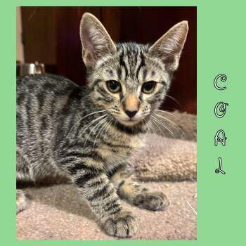 Rescue Domestic Short Hair Cats for Adoption in Vacaville, California - Coal | PetCurious