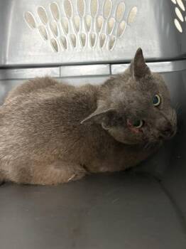 Brisket -  Domestic Short Hair Cat for Adoption in West Chester, Pennsylvania - Brisket | PetCurious