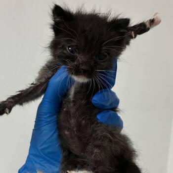 Tiney -  Domestic Short Hair Cat for Adoption in Edinburg, Texas - Tiney | PetCurious