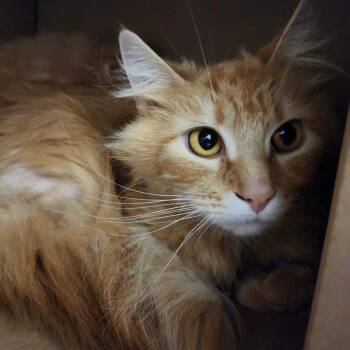 Annabelle -  Domestic Medium Hair Cat for Adoption in Ballston Spa, New York - Annabelle | PetCurious