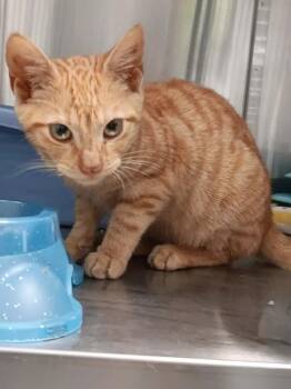 BUTTERSCOTCH -  Domestic Short Hair Cat for Adoption in Seymour, Indiana - BUTTERSCOTCH | PetCurious