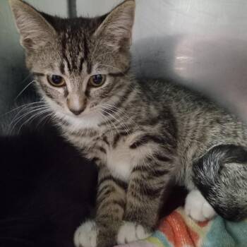 Domestic Short Hair Cats Available for Adoption in Tampa, Florida - Navi | PetCurious