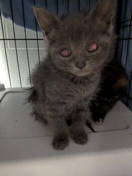 Sweetie -  Domestic Medium Hair Cat for Adoption in Cincinnati, Ohio - Sweetie | PetCurious