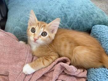 Domestic Short Hair Cats Available for Adoption in Oceanside, California - Sunny | PetCurious