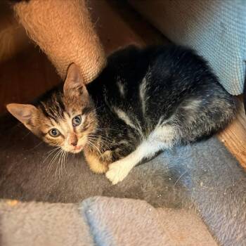 Lassie -  Domestic Short Hair Cat for Adoption in Coos Bay, Oregon - Lassie | PetCurious