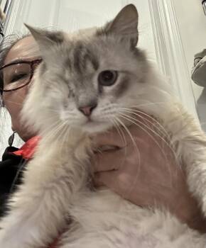 Maine Coon and Ragdoll Cats Available for Adoption - Bebo-1 Eye | PetCurious