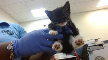 CHURCHES -  Domestic Short Hair Cat for Adoption in Doral, Florida - CHURCHES | PetCurious