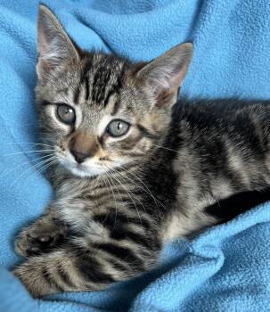 Fergy -  Tabby Cat Available for Adoption in Hood River, Oregon - Fergy | PetCurious