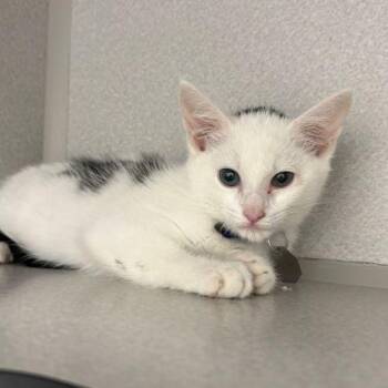 MUNCHKIN -  Domestic Short Hair Cat for Adoption in Aurora, Colorado - MUNCHKIN | PetCurious