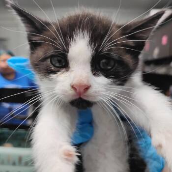 Reebok -  Domestic Short Hair Cat for Adoption in Summerville, South Carolina - Reebok | PetCurious