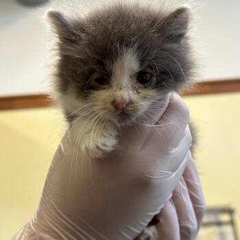 Domestic Long Hair Cats Available for Adoption in Roanoke, Virginia - Chonk | PetCurious