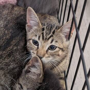Rosie -  Domestic Short Hair Cat for Adoption in Buchanan Dam, Texas - Rosie | PetCurious