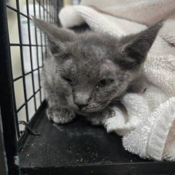 Riley -  Domestic Short Hair Cat for Adoption in Pasadena, California - Riley | PetCurious