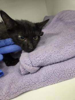 SCUBA STEVE -  Domestic Short Hair Cat for Adoption in Indianapolis, Indiana - SCUBA STEVE | PetCurious