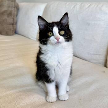 Camryn -  Domestic Short Hair Cat for Adoption in Layton, Utah - Camryn | PetCurious