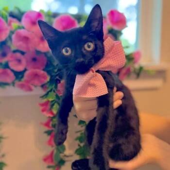 Noodle Dinner -  Bombay and Domestic Short Hair Cat for Adoption in Friendswood, Texas - Noodle Dinner | PetCurious