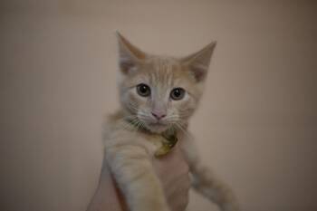 Sid -  Domestic Short Hair and Tabby Cat for Adoption in Mountain Home, Arkansas - Sid | PetCurious