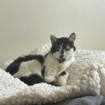 Oreo -  Domestic Short Hair Cat for Adoption in Worcester, Massachusetts - Oreo | PetCurious