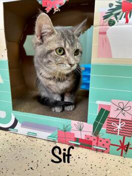 Domestic Short Hair Cats Available for Adoption - Sif | PetCurious