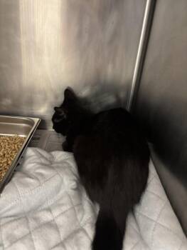 Domestic Short Hair Cats Available for Adoption in Hagerstown, Maryland - OBSIDIAN | PetCurious