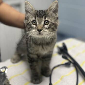Dirt Bike -  Domestic Long Hair Cat for Adoption in Riverside, California - Dirt Bike | PetCurious