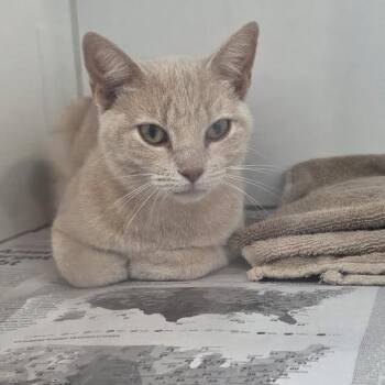 Blondie -  Domestic Short Hair Cat for Adoption in Marshall, Texas - Blondie | PetCurious