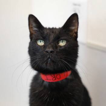 Rescue Domestic Short Hair Cats for Adoption in Tampa, Florida - Lori | PetCurious