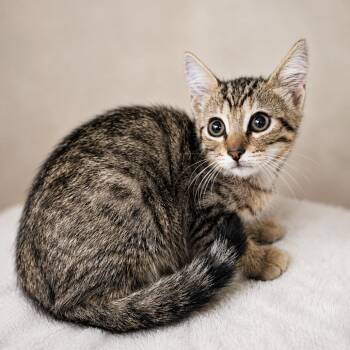 Iris -  Domestic Short Hair Cat for Adoption in Sarasota, Florida - Iris | PetCurious