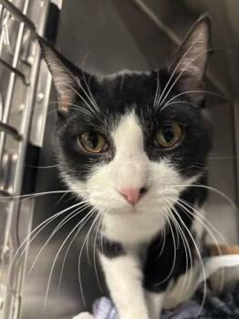 Domestic Short Hair Cats Available for Adoption - Deedle | PetCurious