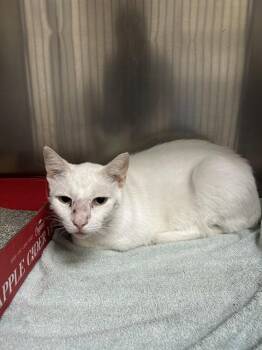 A186996 -  Domestic Short Hair Cat for Adoption in Pasadena, Texas - A186996 | PetCurious