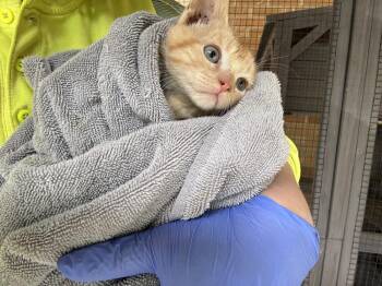 Gollum -  Domestic Short Hair Cat Available for Adoption in Topeka, Kansas - Gollum | PetCurious
