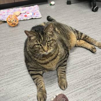 Domestic Short Hair Cats Available for Adoption in Fort Wayne, Indiana - Tiggs | PetCurious