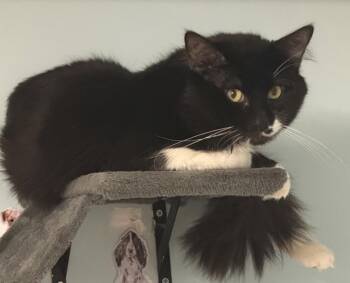 Gru -  Domestic Medium Hair and Domestic Short Hair Cat for Adoption in Milltown, New Jersey - Gru | PetCurious