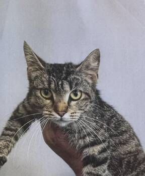Pear -  Domestic Short Hair Cat for Adoption in Fort Madison, Iowa - Pear | PetCurious