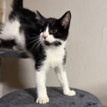 Parker -  Domestic Short Hair Cat for Adoption in Pocatello, Idaho - Parker | PetCurious