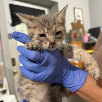 Moose -  Domestic Short Hair Cat for Adoption in Wappingers Falls, New York - Moose | PetCurious