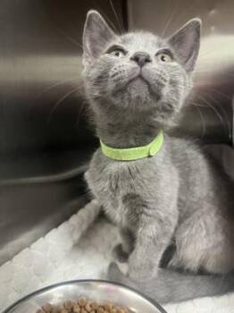 Choc -  Domestic Short Hair Cat for Adoption in Baton Rouge, Louisiana - Choc | PetCurious