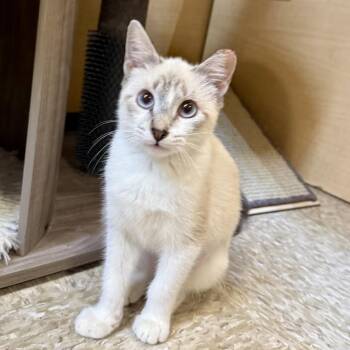 Guppy (sister to Tara) -  Domestic Short Hair Cat for Adoption in Austin, Texas - Guppy (sister To Tara) | PetCurious