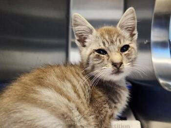 A1051599 -  Domestic Short Hair Cat for Adoption in Martinez, California - A1051599 | PetCurious