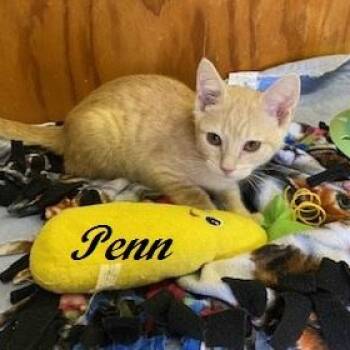Penn -  Tabby Cat for Adoption in Southern Pines, North Carolina - Penn | PetCurious