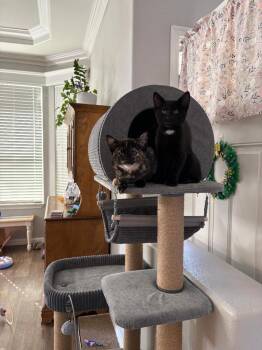 Domestic Short Hair Cats Available for Adoption in Oceanside, California - Jett | PetCurious