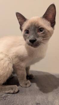 Rescue Siamese Cats for Adoption in Bon Air, Virginia - Baby | PetCurious