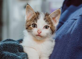 Rescue Domestic Short Hair Cats for Adoption in Le Mars, Iowa - Glenda (Yellow Collar) | PetCurious