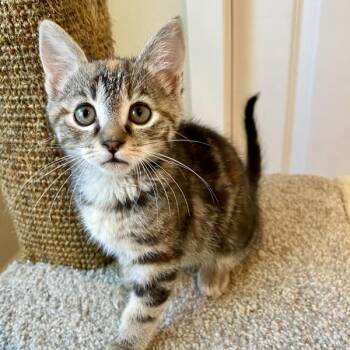 Goldie -  Domestic Short Hair Cat for Adoption in Vancouver, Washington - Goldie | PetCurious